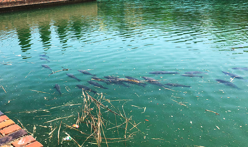ポンプ場の遊水池に集まる鯉