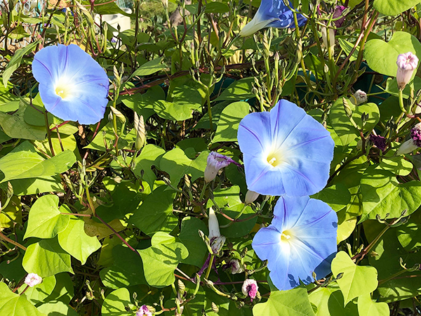 道端の青い花