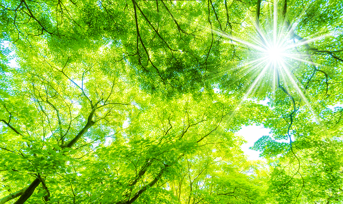 日本の木々と太陽