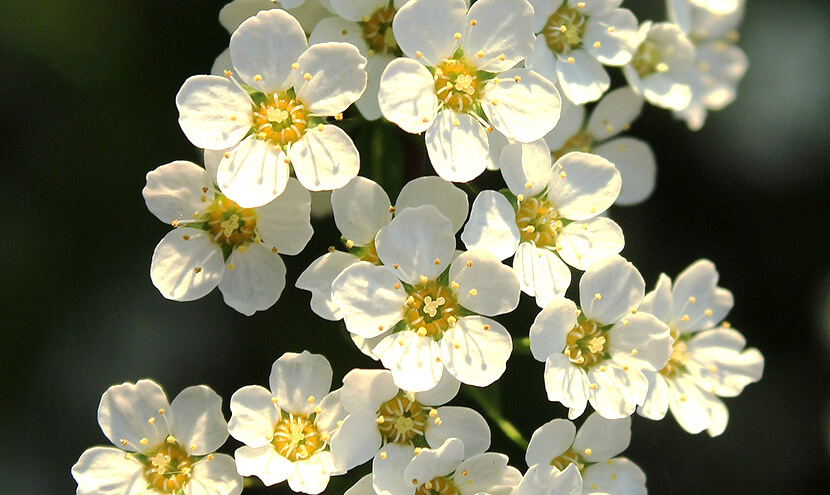 白の花々
